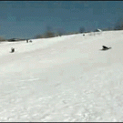Reporter gets owned by a sled